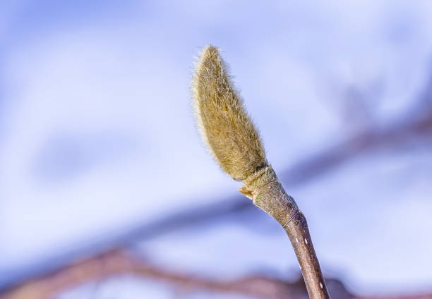 sleeping magnolia bud on the branch of a tree in winter. spring is coming. - focus on foreground magnolia branch blooming imagens e fotografias de stock