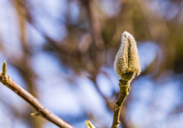 sleeping magnolia bud on the branch of a tree in winter. spring is coming. - focus on foreground magnolia branch blooming imagens e fotografias de stock