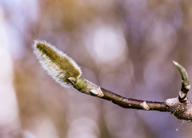 sleeping magnolia bud on the branch of a tree in winter. spring is coming. - focus on foreground magnolia branch blooming imagens e fotografias de stock