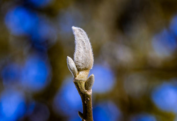 sleeping magnolia bud on the branch of a tree in winter. spring is coming. - focus on foreground magnolia branch blooming imagens e fotografias de stock