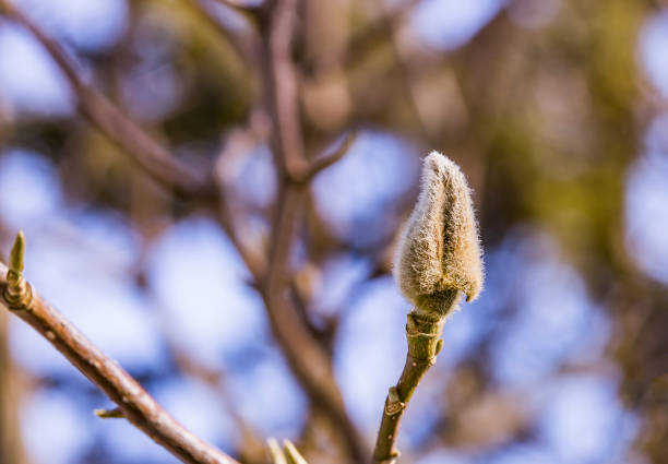 sleeping magnolia bud on the branch of a tree in winter. spring is coming. - focus on foreground magnolia branch blooming imagens e fotografias de stock