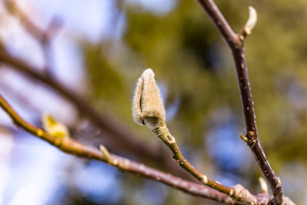 sleeping magnolia bud on the branch of a tree in winter. spring is coming. - focus on foreground magnolia branch blooming imagens e fotografias de stock