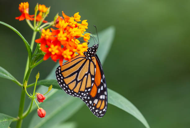 Monarch butterfly Monarch butterfly sucking on a beautiful red flower. lepidoptera stock pictures, royalty-free photos & images