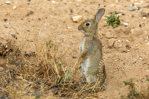 European rabbit standing on sand.