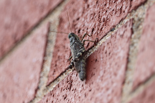 Active grasshopper that landed on side of brick home