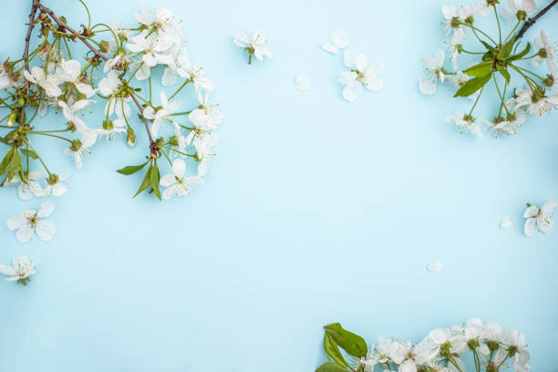 istock Spring white cherry blossom branches on blue. Floral pattern. Space for text. Banner or template. View from above, flat lay. 1307076427