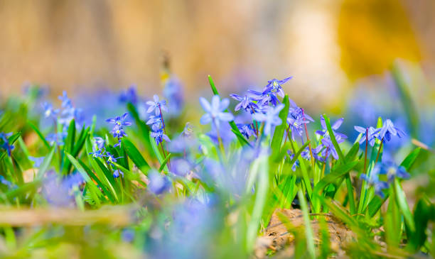 istock closeup blue Scilla snowdrop flowers in a forest, beautiful spring natural background 1307077137