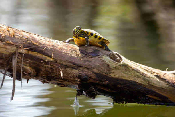 Yellow Bellied Sliders Sitting on Swamp Log