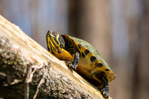istock Yellow Bellied Sliders Sitting on Swamp Log 1307077200