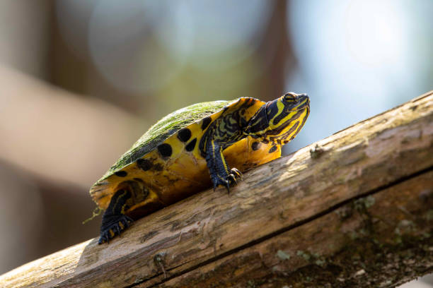 Yellow Bellied Sliders Sitting on Swamp Log