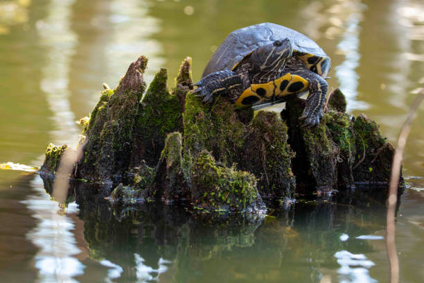 istock Yellow Bellied Sliders Sitting on Swamp Log 1307077207