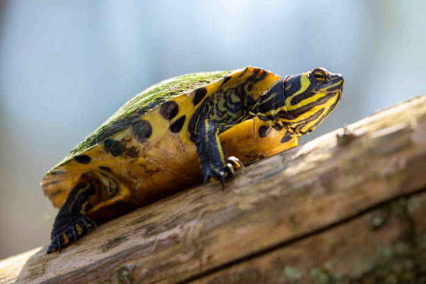 istock Yellow Bellied Sliders Sitting on Swamp Log 1307077209