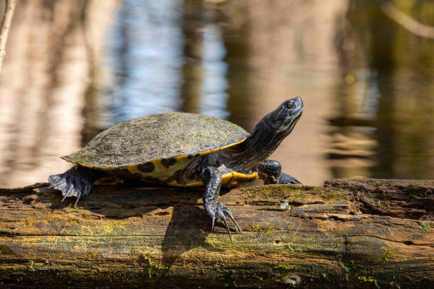 istock Yellow Bellied Sliders Sitting on Swamp Log 1307077213