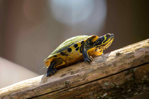 istock Yellow Bellied Sliders Sitting on Swamp Log 1307077215
