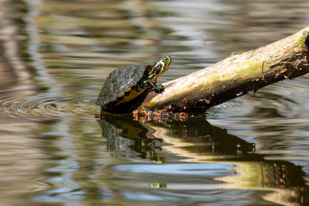 istock Yellow Bellied Sliders Sitting on Swamp Log 1307077218