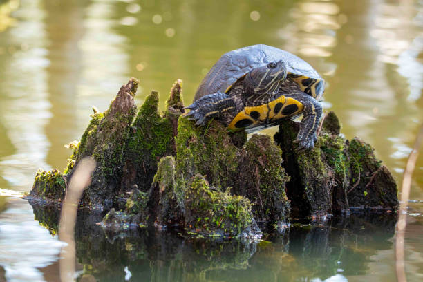 Yellow Bellied Sliders Sitting on Swamp Log