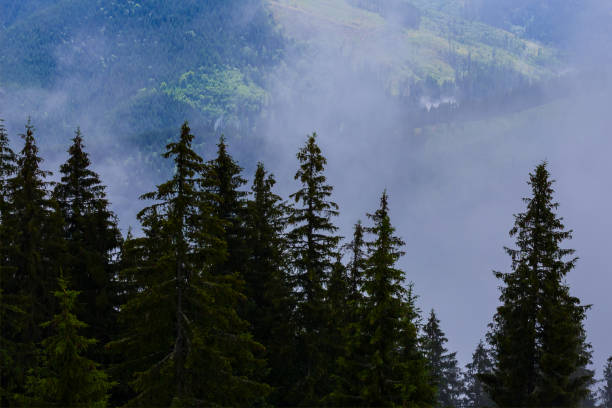 istock fir tree forest growth in misty mountain valley 1307077298