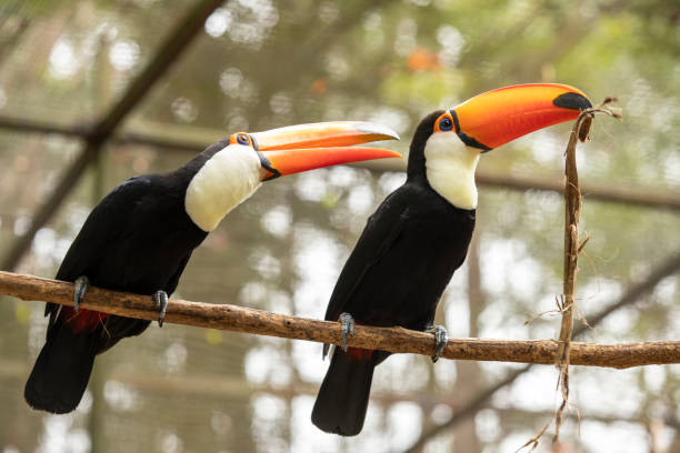 istock Couple of Toco Toucan 1307077447