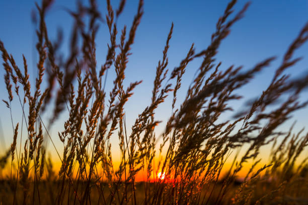 istock closeup prairie grass on dramatic sunset background, beautiful natural scene 1307077463