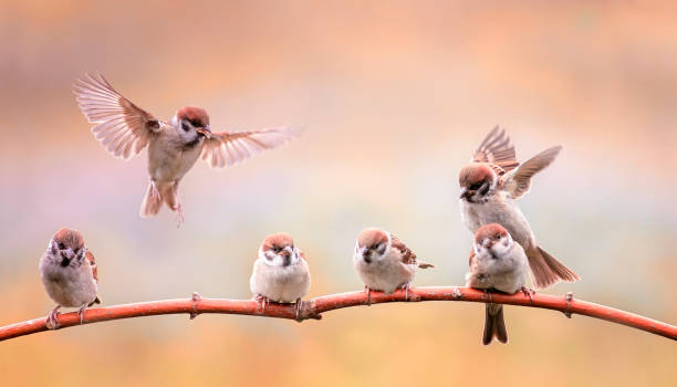 istock small funny birds and chicks sitting on branches in a sunny spring garden 1307078405