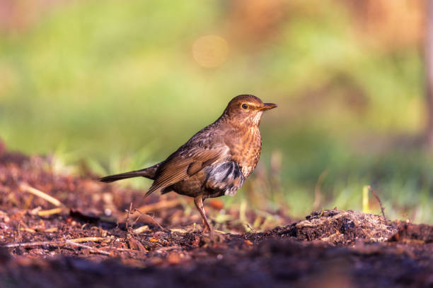 istock Female common blackbird on forest ground 1307078410