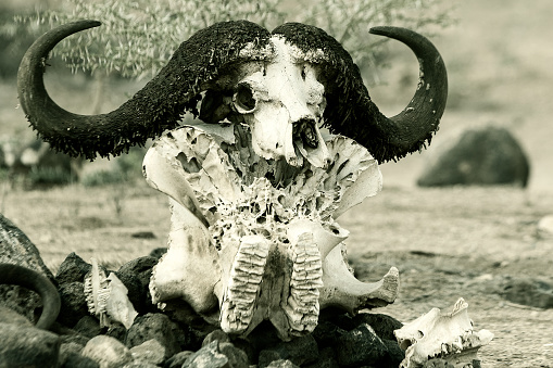 African buffalo Skull at wild