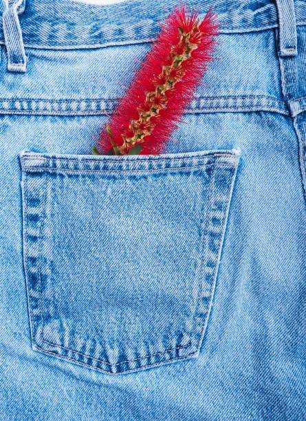 Vibrant bottlebrush flower inside blue jean pocket