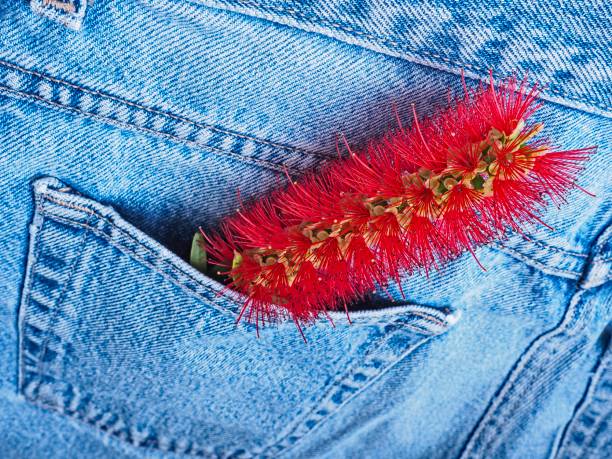 istock Vibrant bottlebrush flower inside blue jean pocket 1307081311