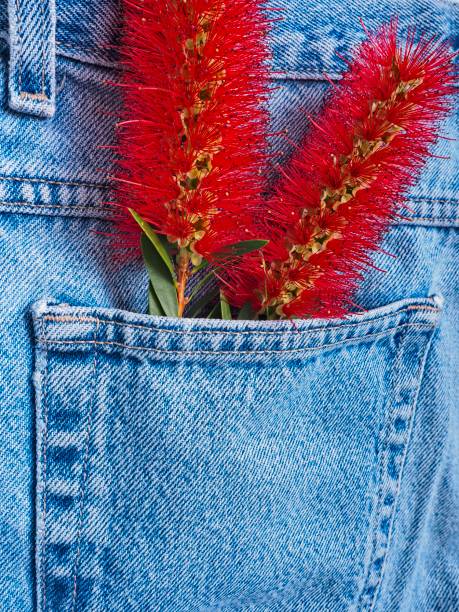 istock Vibrant bottlebrush flower inside blue jean pocket 1307081329