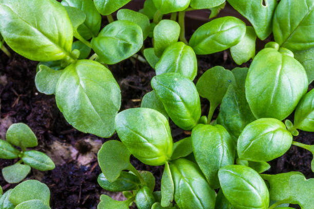 istock Close up of growing basil leaves 1307081334