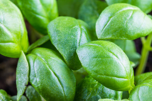 istock Extreme Close up of growing basil leaves 1307081370