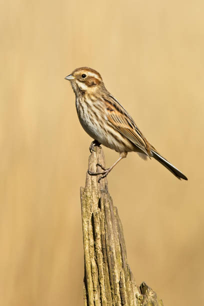 Reed Bunting stock photo