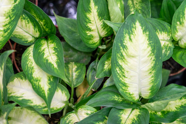 istock tropical plant leaves close up as background 1307082248