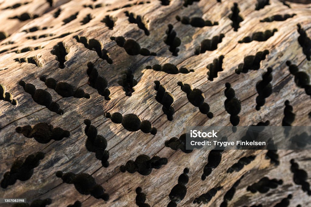Tryptophobic pattern drilled into a trunk of wood.. Tryptophobic pattern drilled into a trunk of wood. Abstract Stock Photo