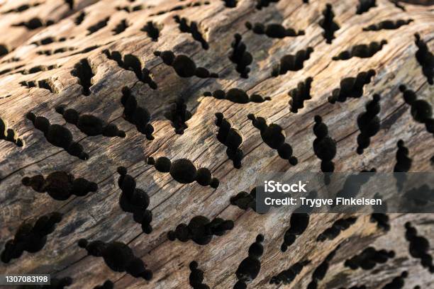 Tryptophobic Pattern Drilled Into A Trunk Of Wood Stock Photo - Download Image Now