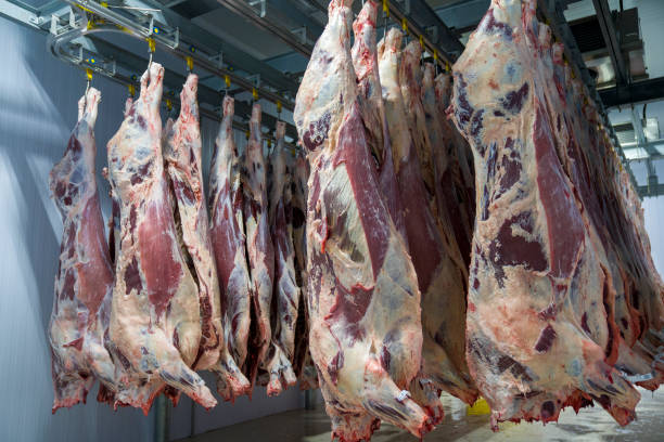 istock Carcass meat in cold storage room. Industrial meat production line. 1307085115