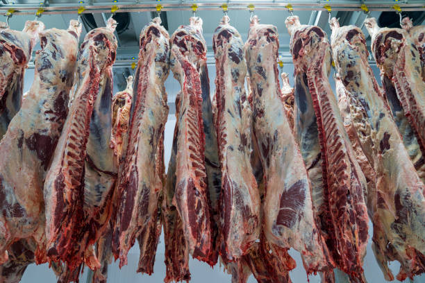carcasse de viande dans la salle froide de stockage. ligne de production industrielle de viande. - butcher butchers shop slaughterhouse hook photos et images de collection