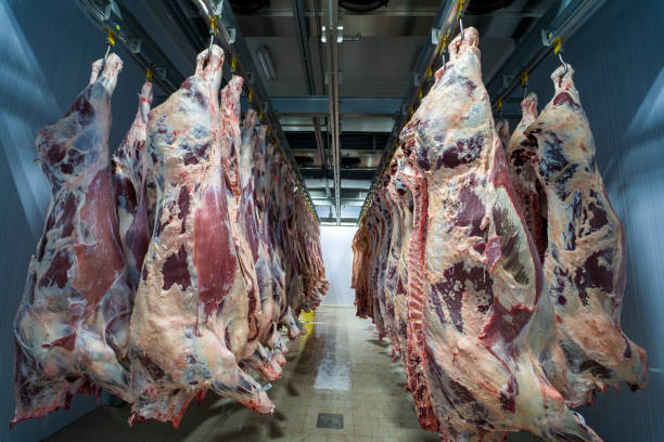 istock Carcass meat in cold storage room. Industrial meat production line. 1307085306