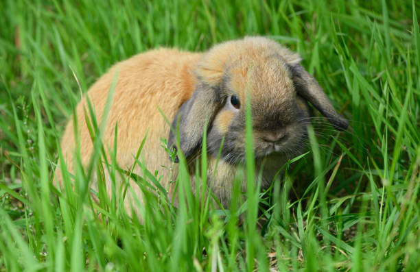 istock One funny adult rabbit is sitting in the grass. 1307085327