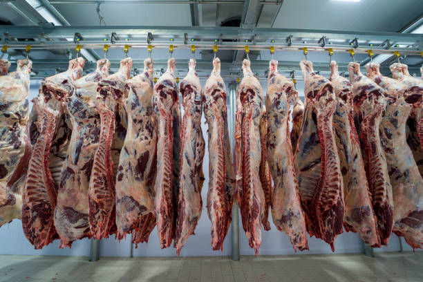 schlachtkörperfleisch im kühlraum. industrielle fleischproduktionslinie. - slaughterhouse stock-fotos und bilder