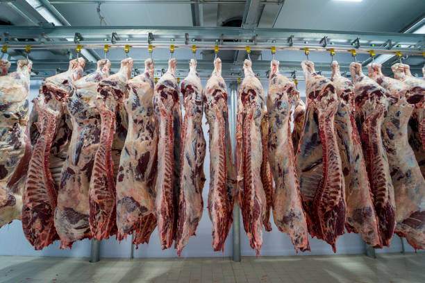 carcasse de viande dans la salle froide de stockage. ligne de production industrielle de viande. - slaughterhouse photos et images de collection