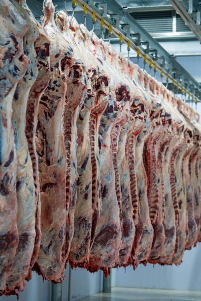 istock Carcass meats in cold storage.  Meat industry and meat processing line. 1307085498