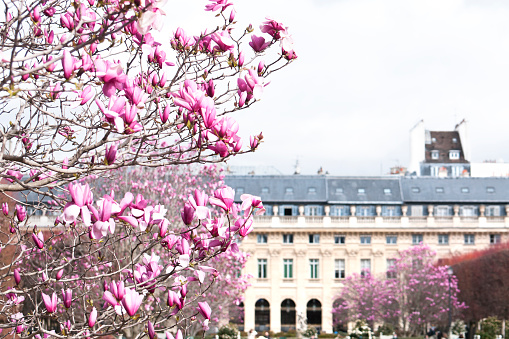 Romance in Palais Royal with magnolia blossom