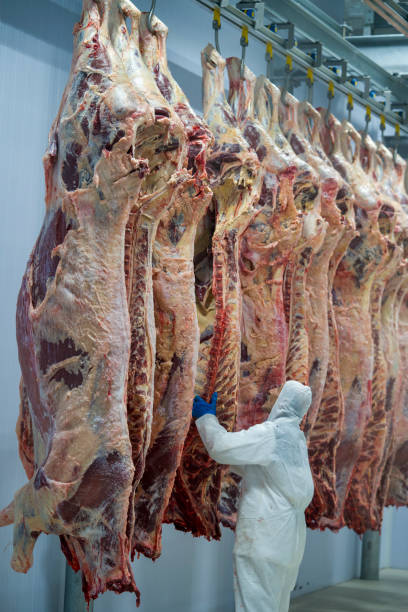 istock Carcass meats in cold storage.  Meat industry and meat processing line. 1307086095