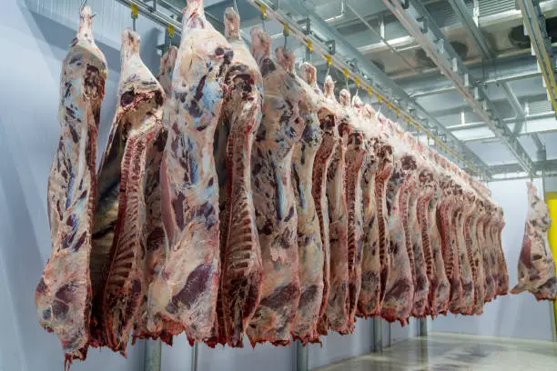 Photo of Carcass meats in cold storage.  Meat industry and meat processing line.