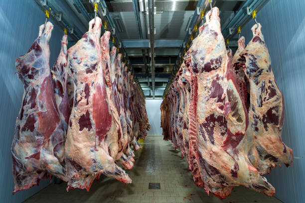 istock Carcass meats in cold storage.  Meat industry and meat processing line. 1307086234