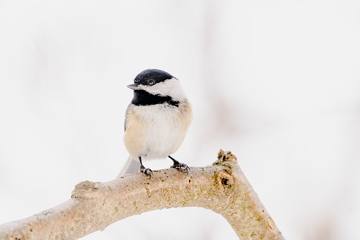 perched on branch in winter. Snow background. Bridilles.