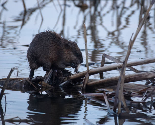 istock Muskrat in the Morning 1307086624