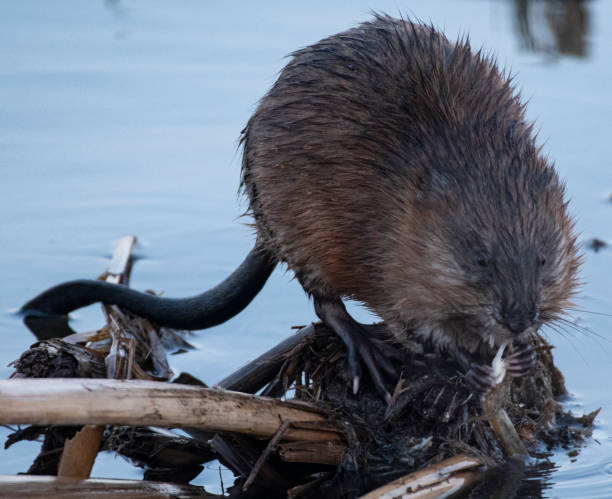 istock Muskrat Closeup 1307087349