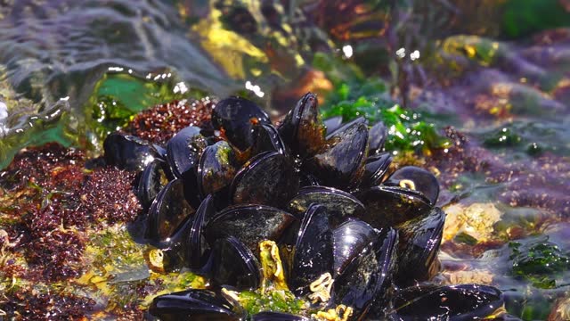 Mediterranean mussel